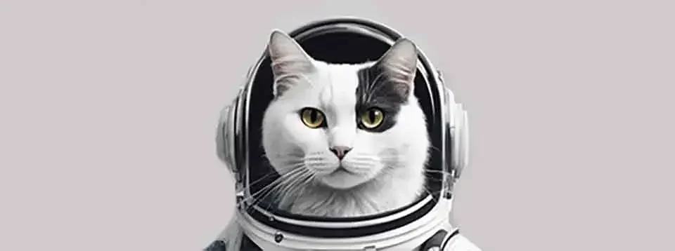 belly mal-chik astronout cat
